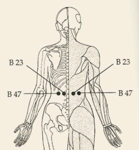  Chart of acupressure points B 23 and B 47.