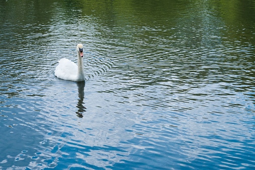Single white swan in a water pond