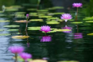 Lily pads and lotus flowers background.