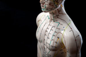 Model tool of acupressure points and meridians.