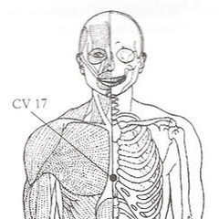 Chart showing acupressure point CV 17.