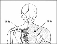  Chart showing acupressure point B 36 
